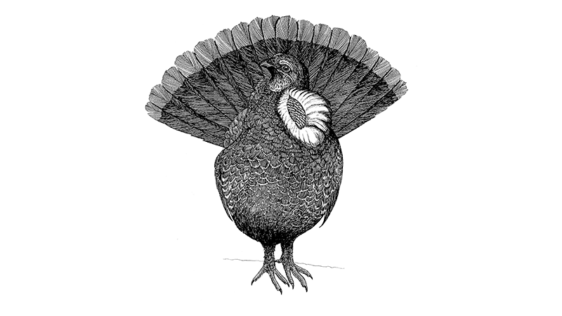 Dusky Grouse 