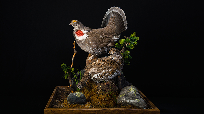 Dusky Grouse 