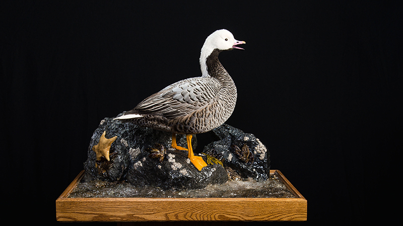 Emperor Goose