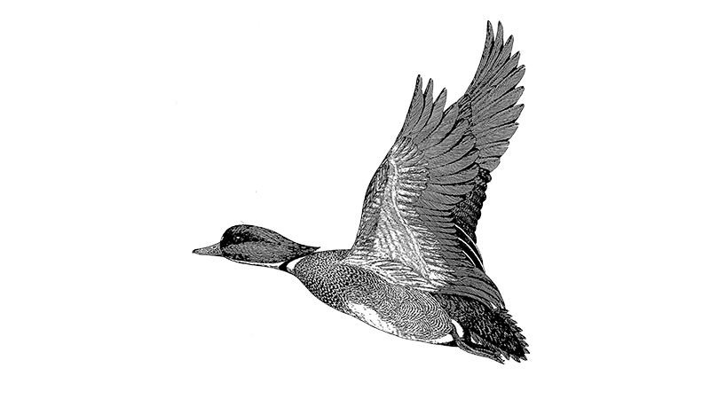 Falcated Duck 