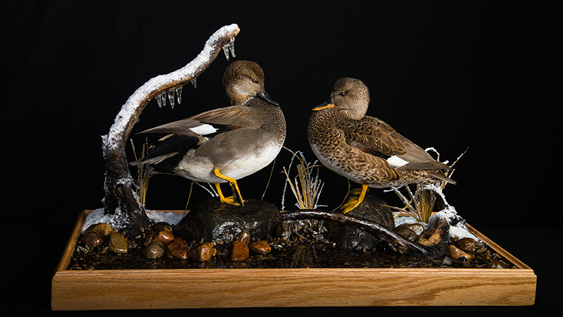 Gadwall