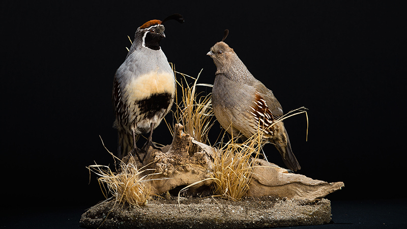 Gambel's Quail