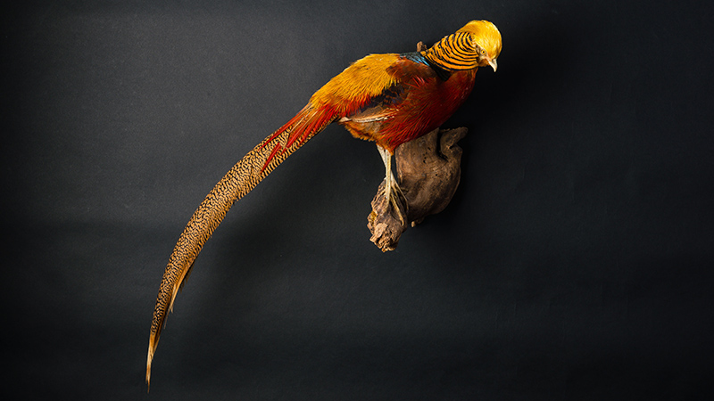 Golden Pheasant 