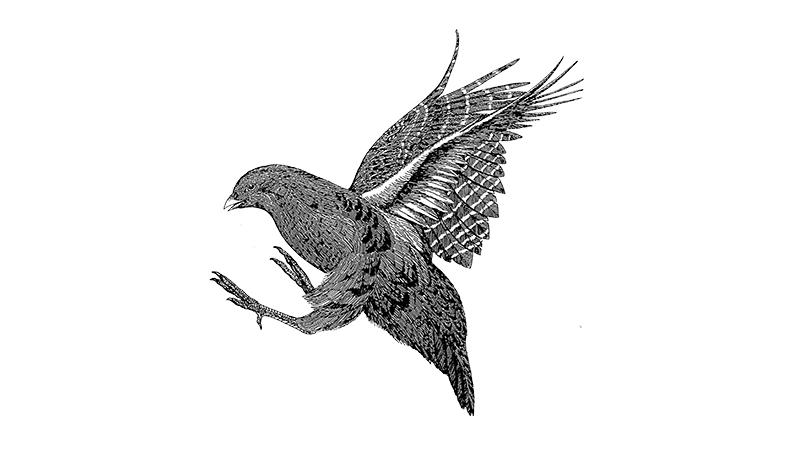 Gray Partridge