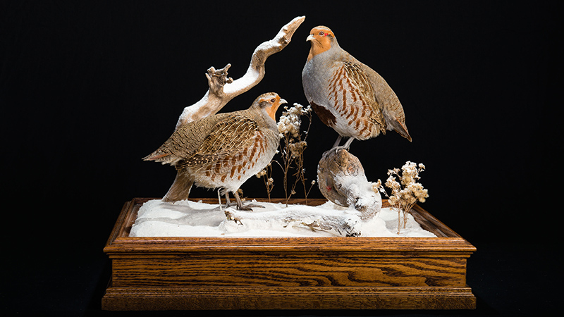 Gray Partridge