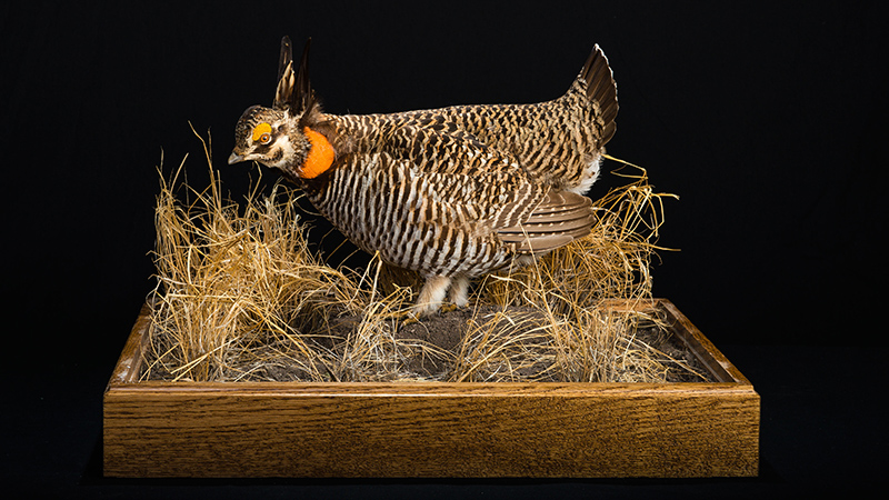 Greater Prairie-Chicken