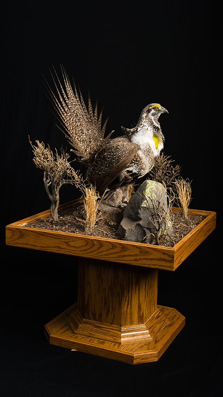 Greater Sage-Grouse 