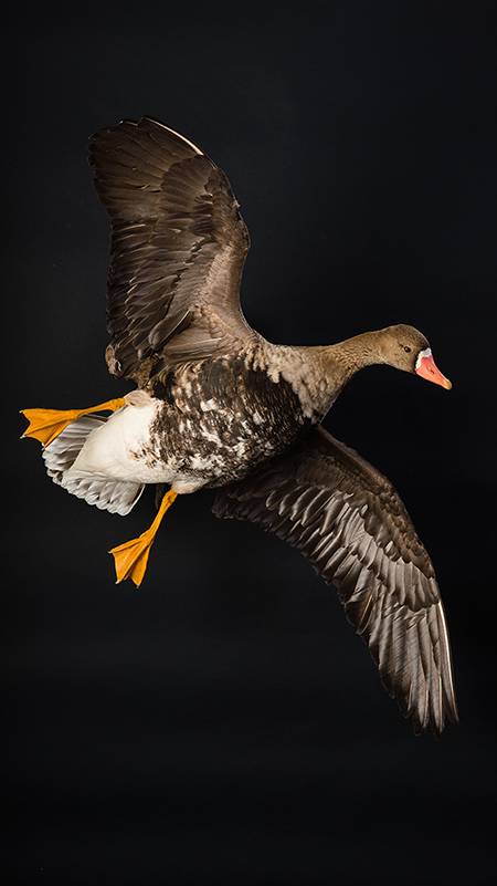 Greater White-fronted Goose