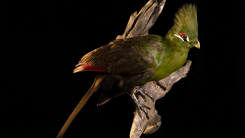 Guinea Turaco