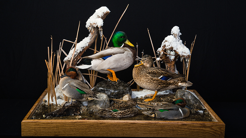 Green-winged Teal