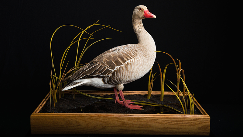 Greylag Goose