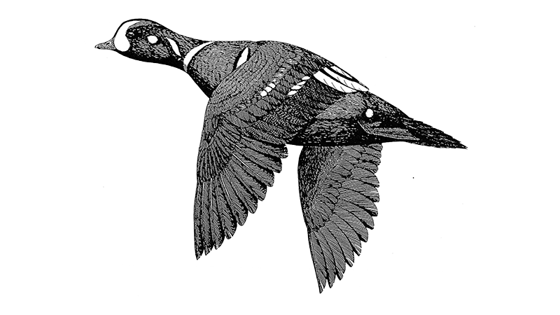 Harlequin Duck