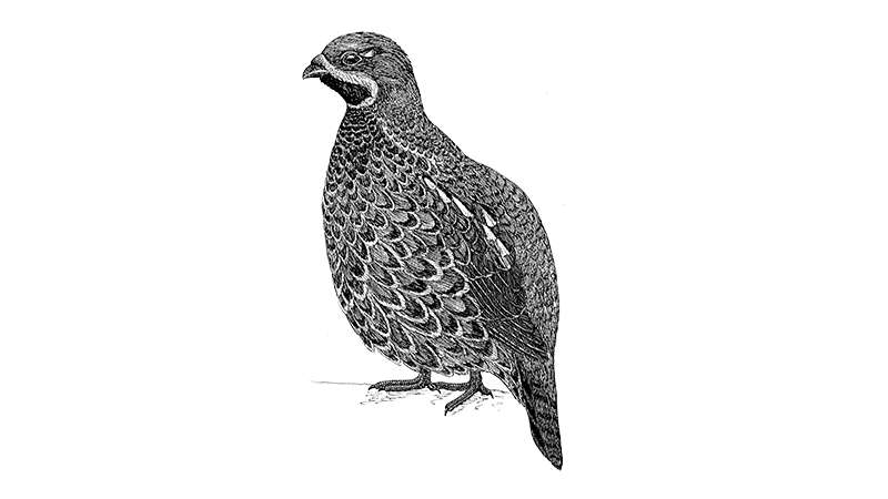Hazel Grouse