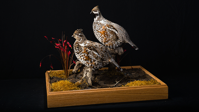 Hazel Grouse