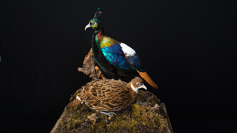 Himalayan Monal 