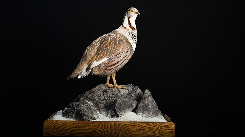 Himalayan Snowcock