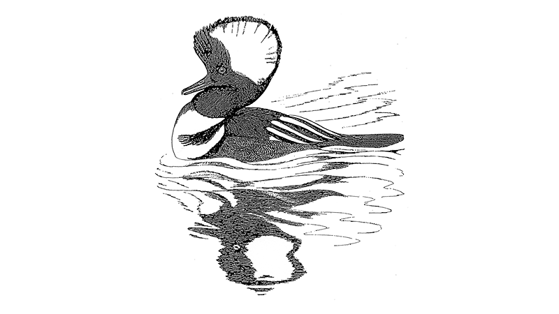 Hooded Merganser