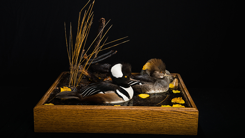 Hooded Merganser