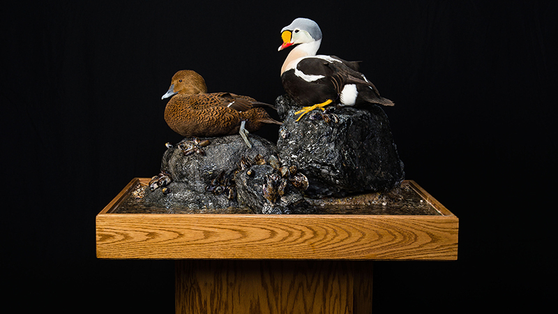 King Eider