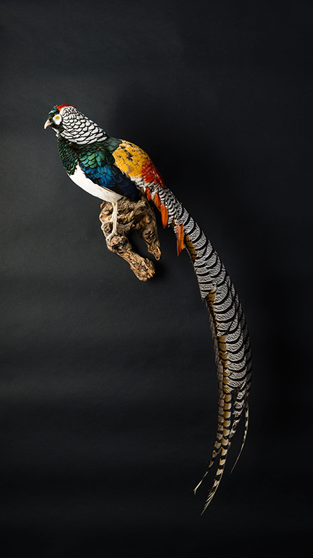 Lady Amherst's Pheasant 