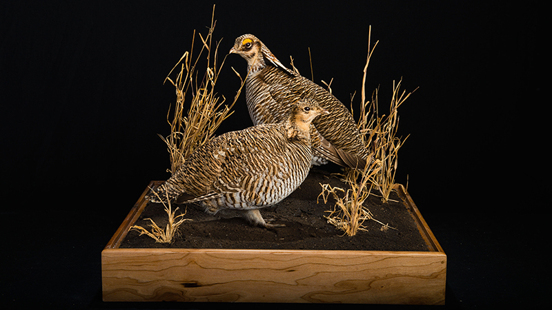 Lesser Prairie-Chicken