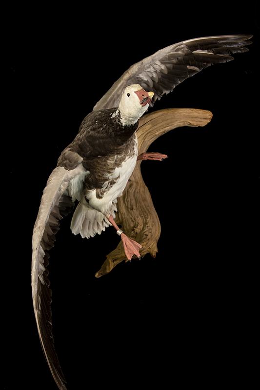lesser-snow-goose
