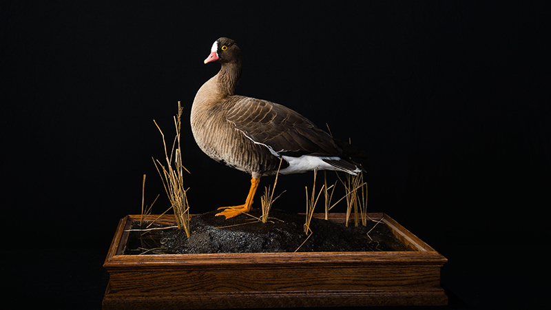 Lesser White-fronted Goose 