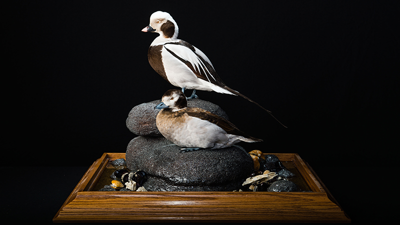 Long-tailed Duck