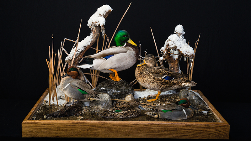 Mallard