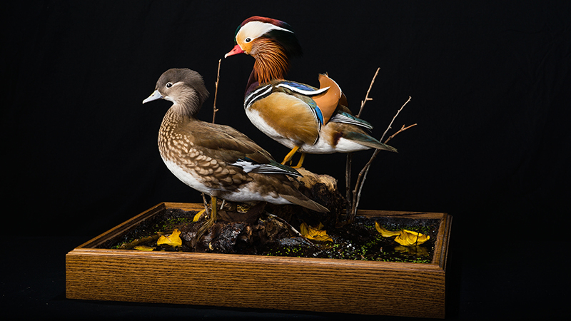 Mandarin Duck