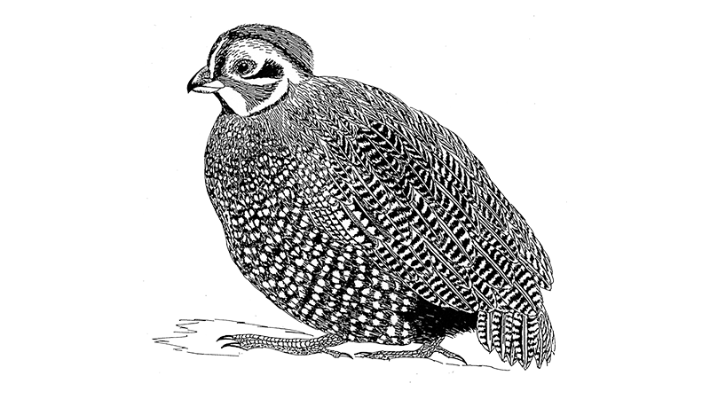 Montezuma Quail