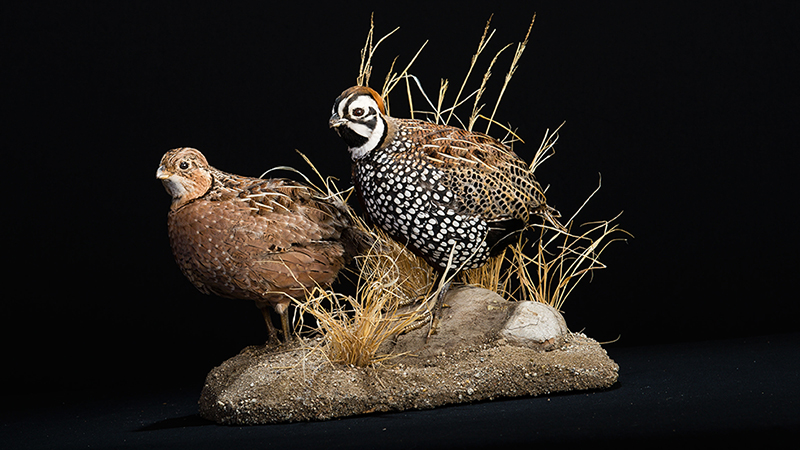 Montezuma Quail