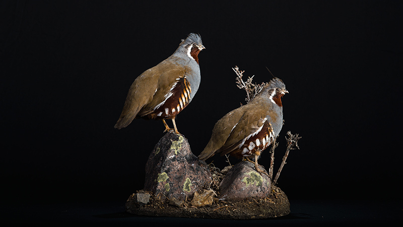 Mountain Quail 