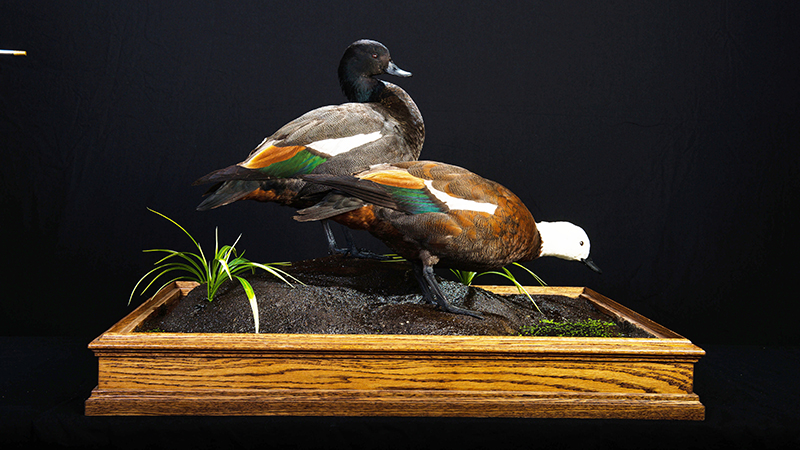 New Zealand [Paradise] Shelduck