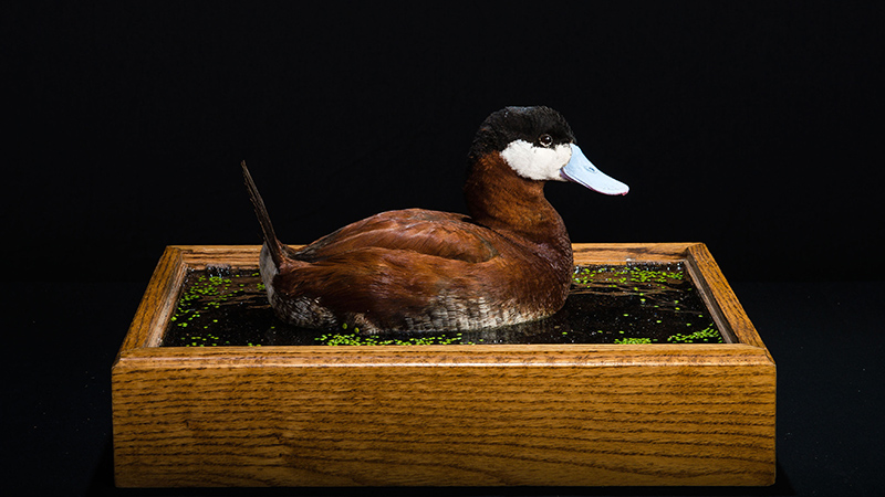 North American Ruddy Duck 