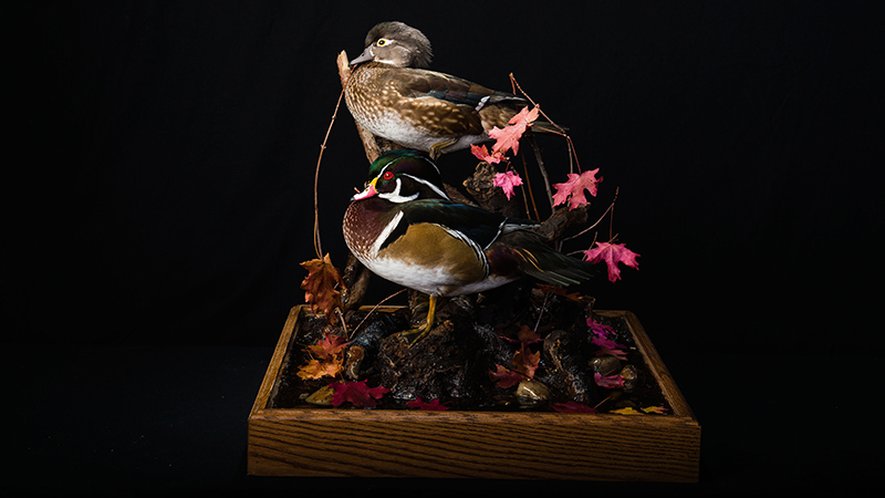 North American Wood Duck 