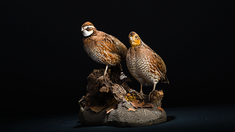 Northen Bobwhite
