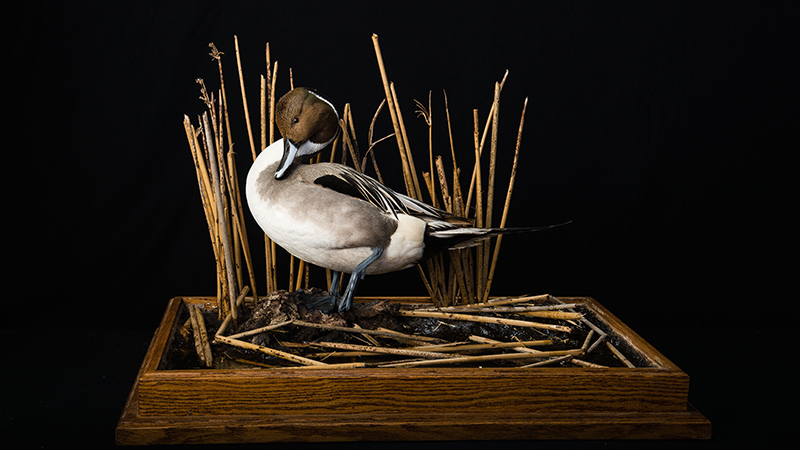 Northern Pintail 