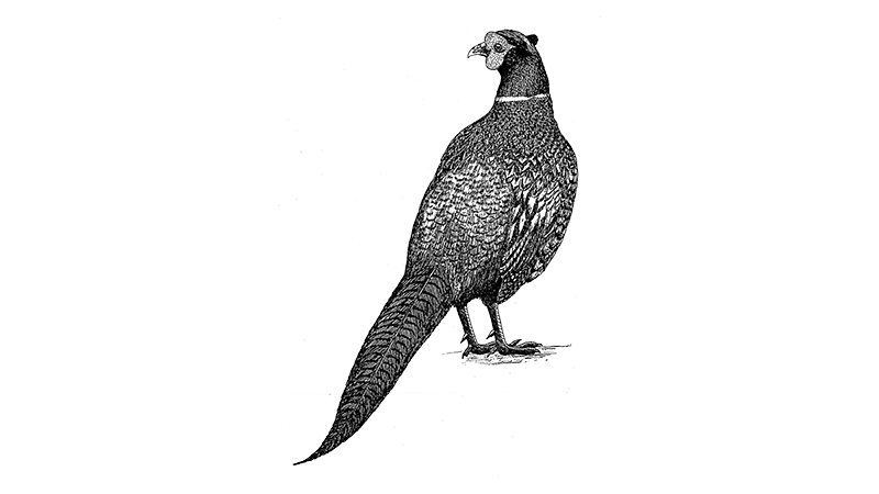 Ring-necked Pheasant 