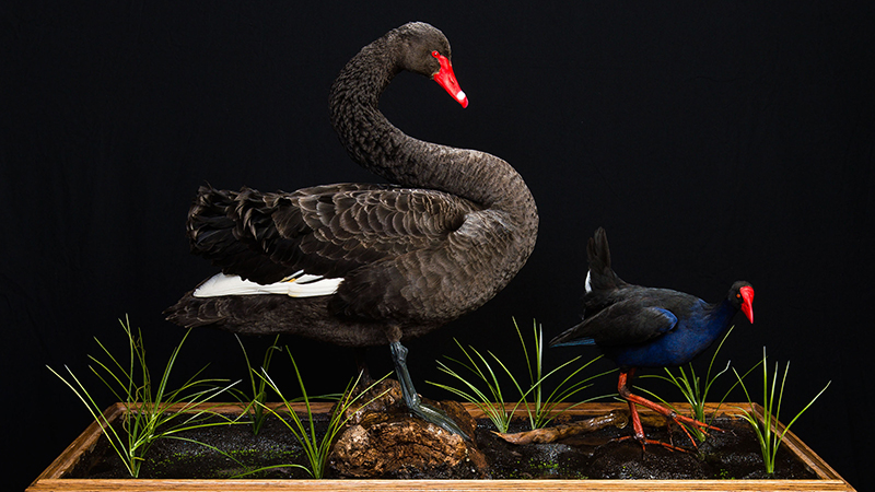 Purple Swamp Hen