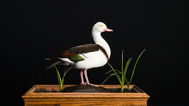Radjah Shelduck