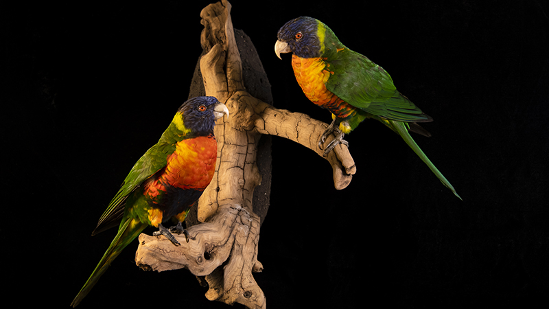 Rainbow Lorikeet