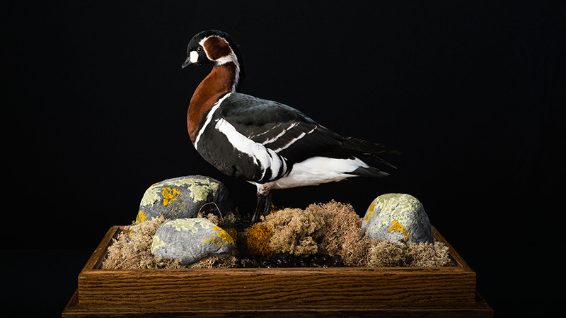Red-breasted Goose