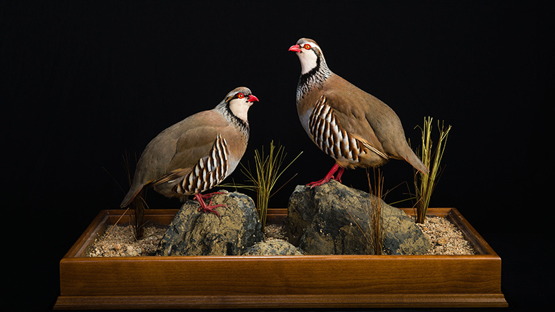 Red-legged Partridge 