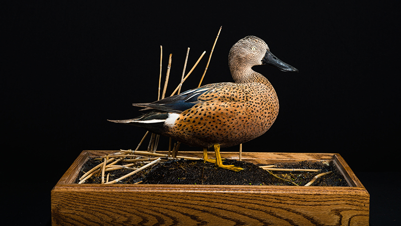 Red Shoveler