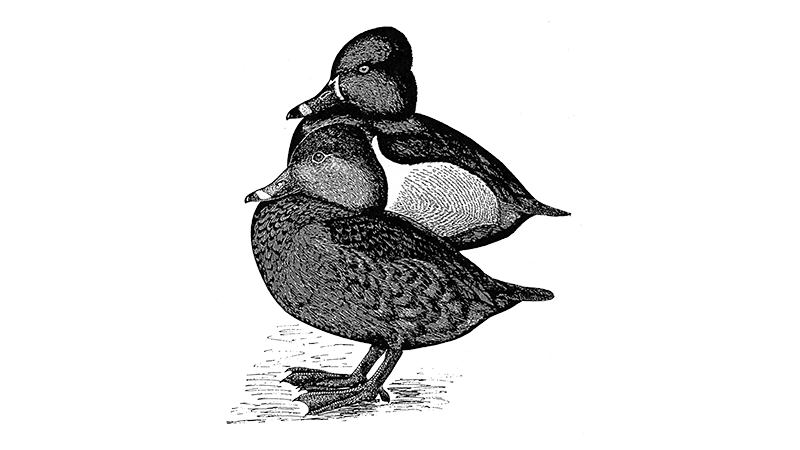 Ring-necked Duck