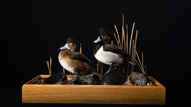 Ring-necked Duck