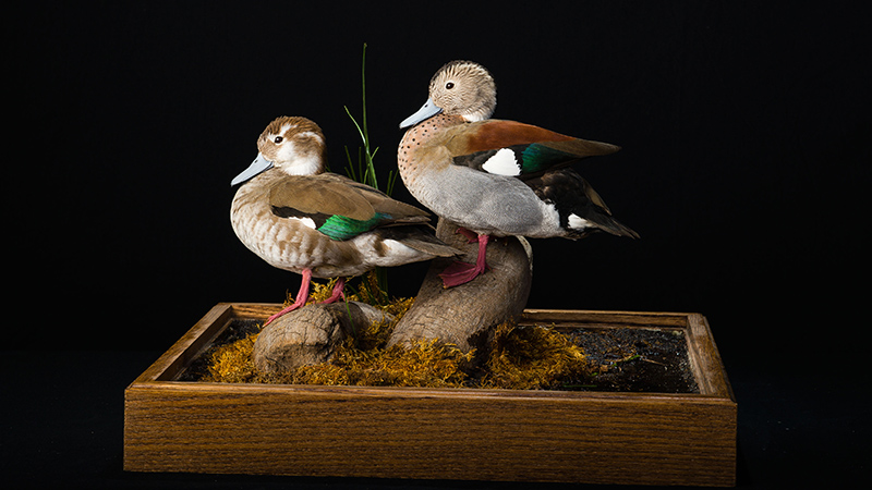 Ringed Teal