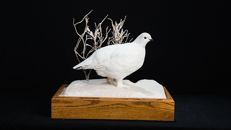Rock Ptarmigan 