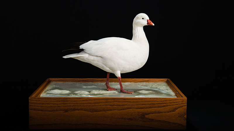 Ross's Goose